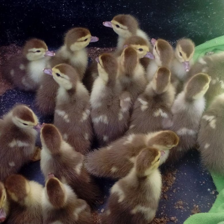 Утята мускусной утки. Индоутята мускусные. Индоутенок. Мускусные утята. Индоутята суточные.