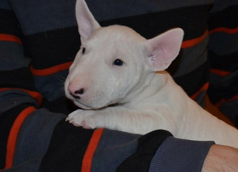 мини бультерьер спб. мини бультерьеры чемпионы. мини бультерьер девочка. бультерьер нижний новгород. кемерово питомник мини бультерьер.