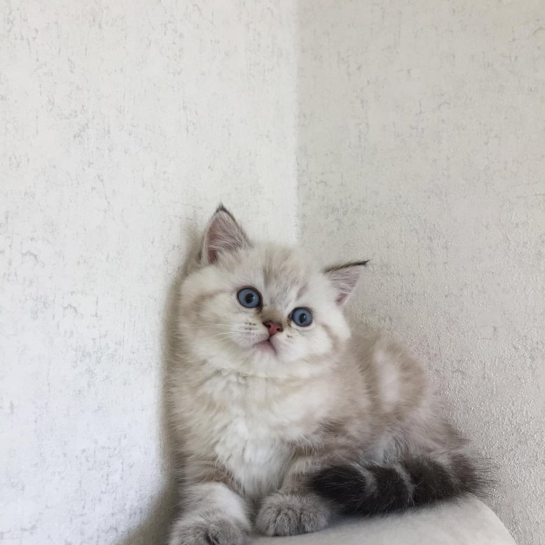 Авито тула котята в добрые. Котята даром. Отдам котят. Вислоухие кошки тула. Авито вислоухие котята.