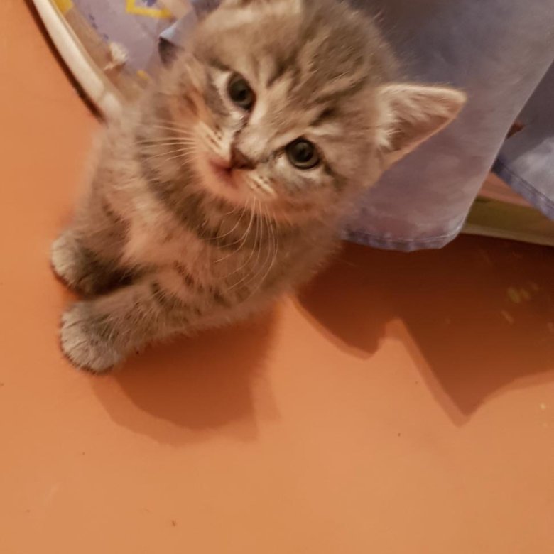 котята ульяновск. котята ульяновск. котята даром ульяновск. британцы бракованный котенок. авито ульяновск кошки.