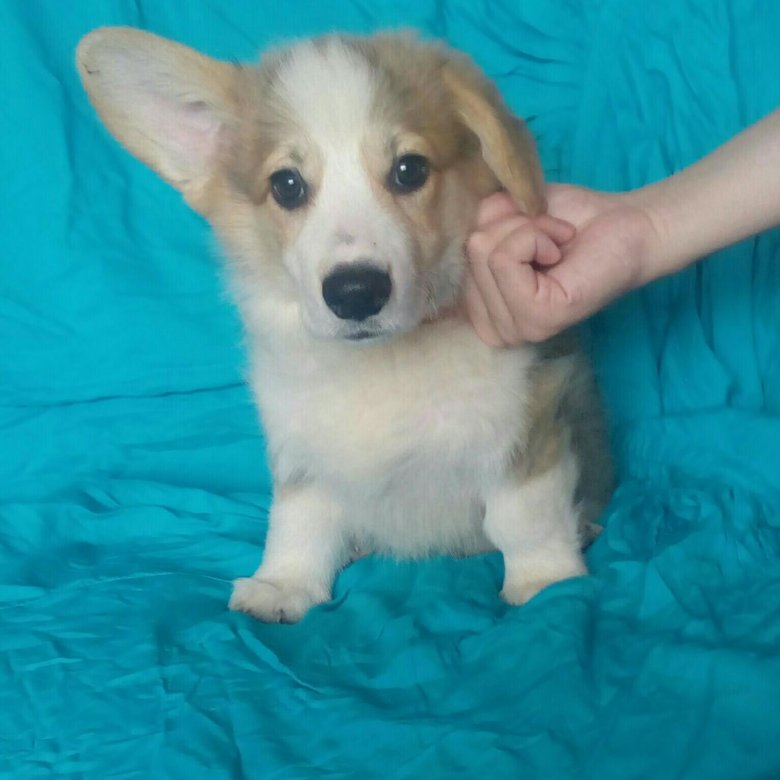 корги в питере. вельш-корги цена щенка без родословной. собаки корги цена без родословной в ачинске. новорожденные щенки вельш корги пемброк. заводчики корги в нижнем.