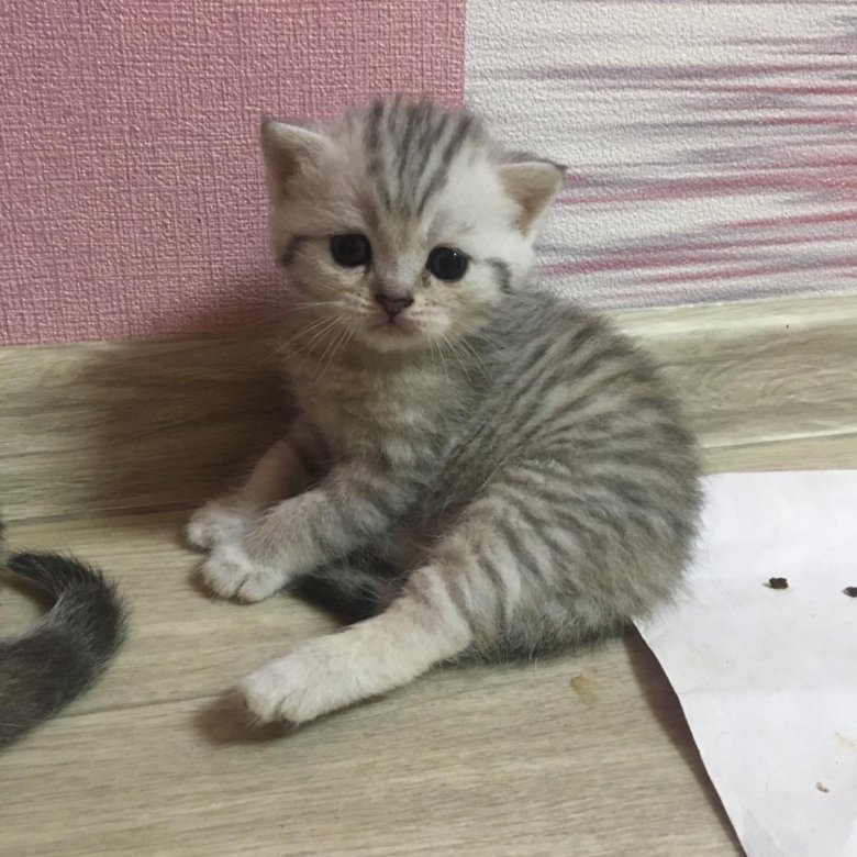 Авито Балаково Купить Котенка С Фото