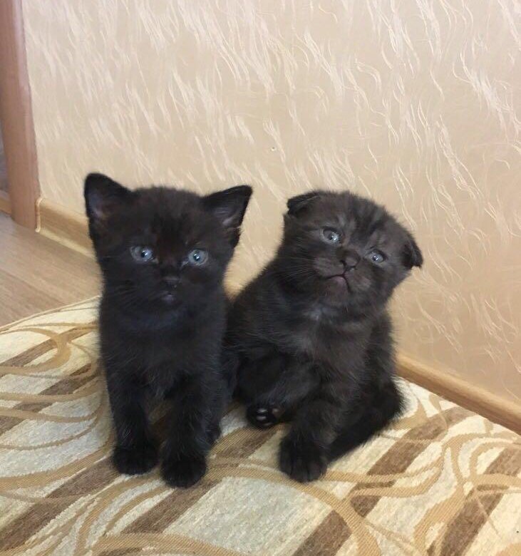 Отдам котёнка в хорошие руки к лотку приучен. Возьму котенка сургут. Котята сургут. Сургутские котята. Возьму котенка сургут.