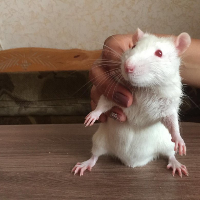 Где Купить Крысу В Новосибирске