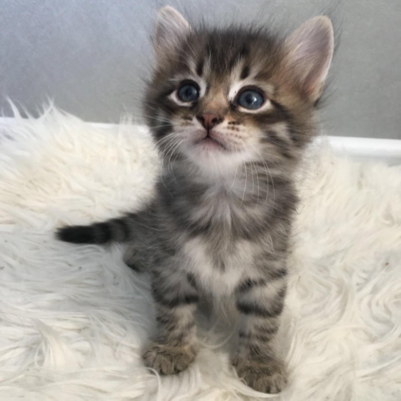 Авито Балаково Купить Котенка С Фото