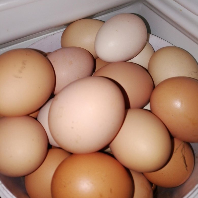 Купить яйца кур на авито. Яйцо куриное. Домашние яйца. Домашние яйца вид. Настоящие яйца.