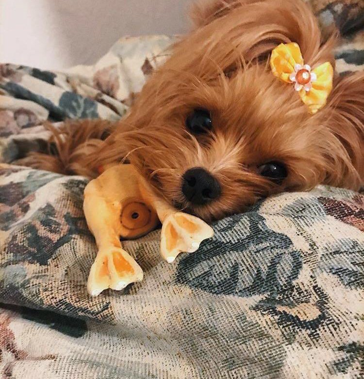 йоркширские терьеры брянск. йоркширские терьеры брянск. йорк терьер щенок 2мес. питомник йоркширских терьеров. йоркширские терьеры брянск.