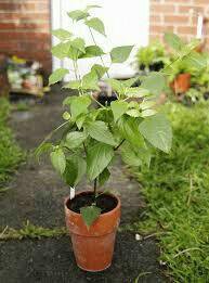 Калея закатечичи Calea zakatechichi – купить в Москве, цена 500 руб ...