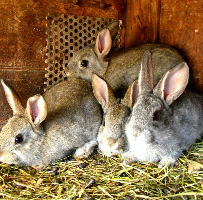 Кроликам можно клубнику. Кролики и крольчата. Крольчата бабочки маленькие. 20 Дневные крольчата. Общий кролик.