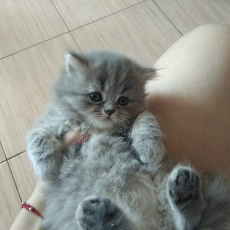 Авито Фото Котят