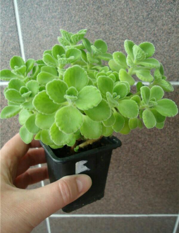 Plectranthus tomentosa