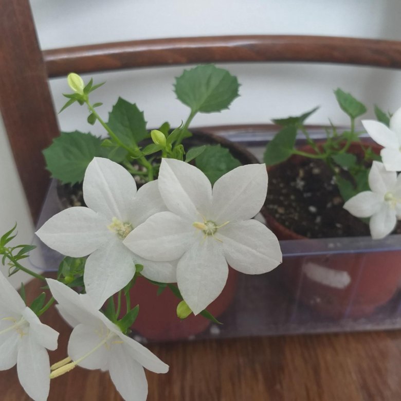 Кампанула Невеста – купить, цена 500 руб., продано 10 августа 2019 ...