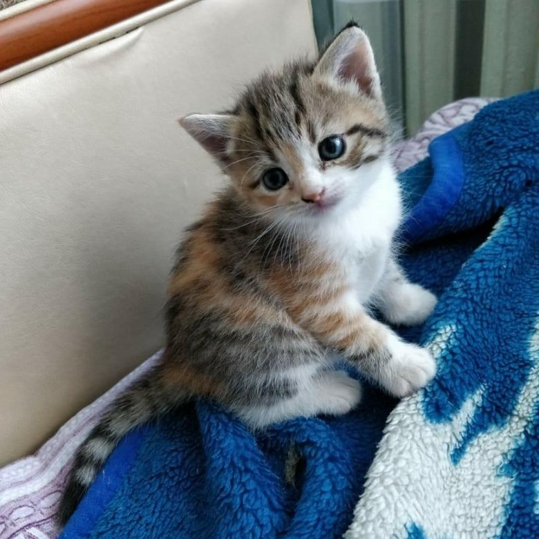 Купить Кошку В Новосибирске С Фото