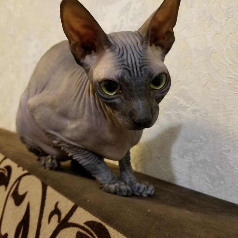Донской сфинкс. Сфинкс юла. Сфинкс браш. Сфинкс объявления. Авито сфинксы котята.