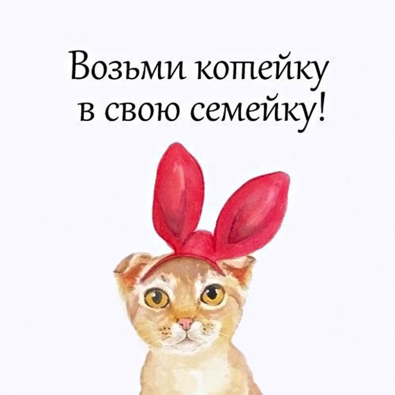 Картинки кошечка ищет дом