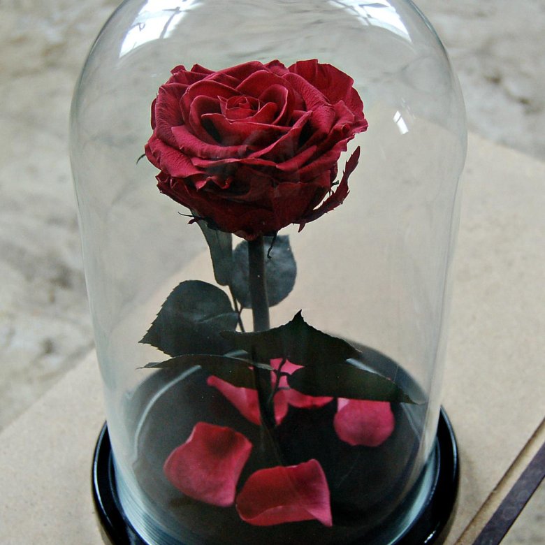 Купить розу в колбе в спб. Самые красивые живые розы в колбе.