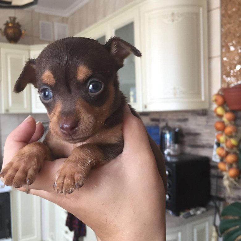 той терьер воронеж вязка. той-терьер лиловый окрас фото. той терьер стандарт шоколадный. щенки той терьер в воронеже. той терьер бежевый.