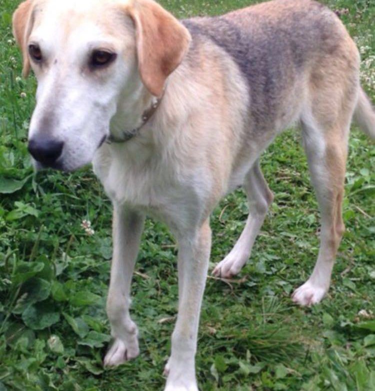 Ганноверская гончая тигровая. Гончие собаки. Смоландская гончая. Собаки гончие костромичи. Пегая гончая.