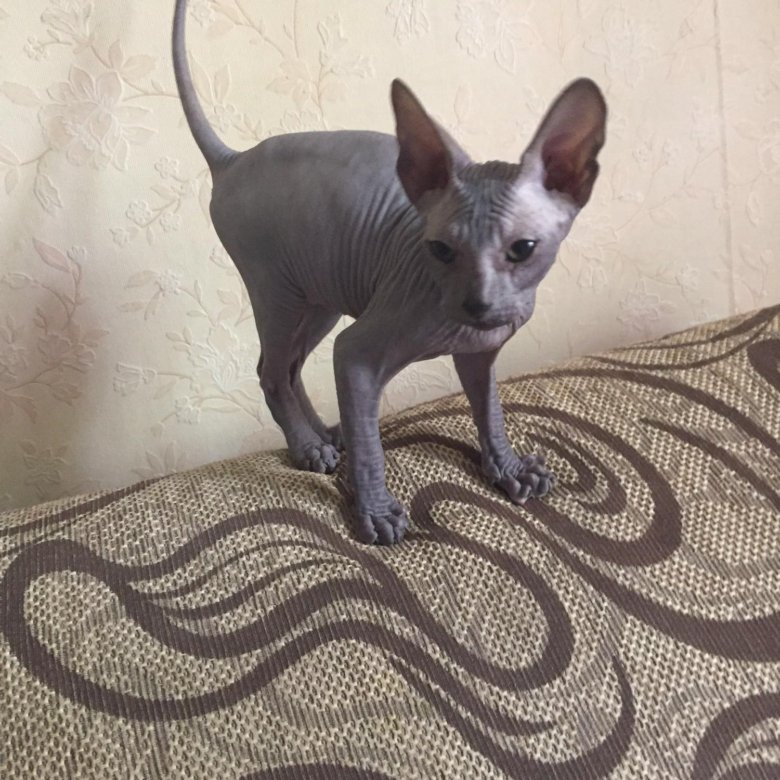 Сфинксы новокузнецк. Донской сфинкс питомник. Сфинксы новокузнецк. Сфинкс авито. Сфинксы новокузнецк.