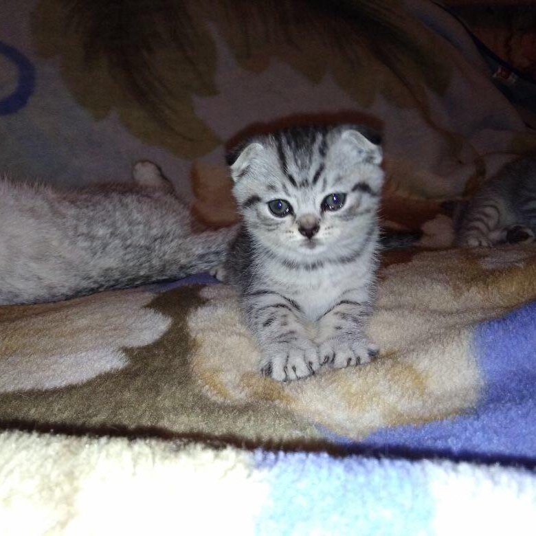 Купить Котенка В Саратове С Фото Авито