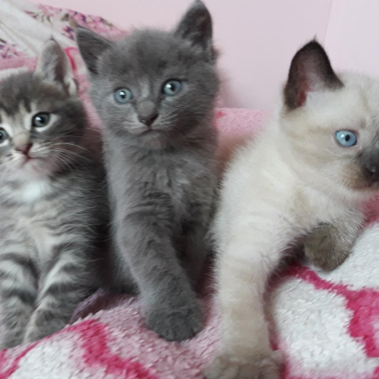 Котята череповец. Котята череповец