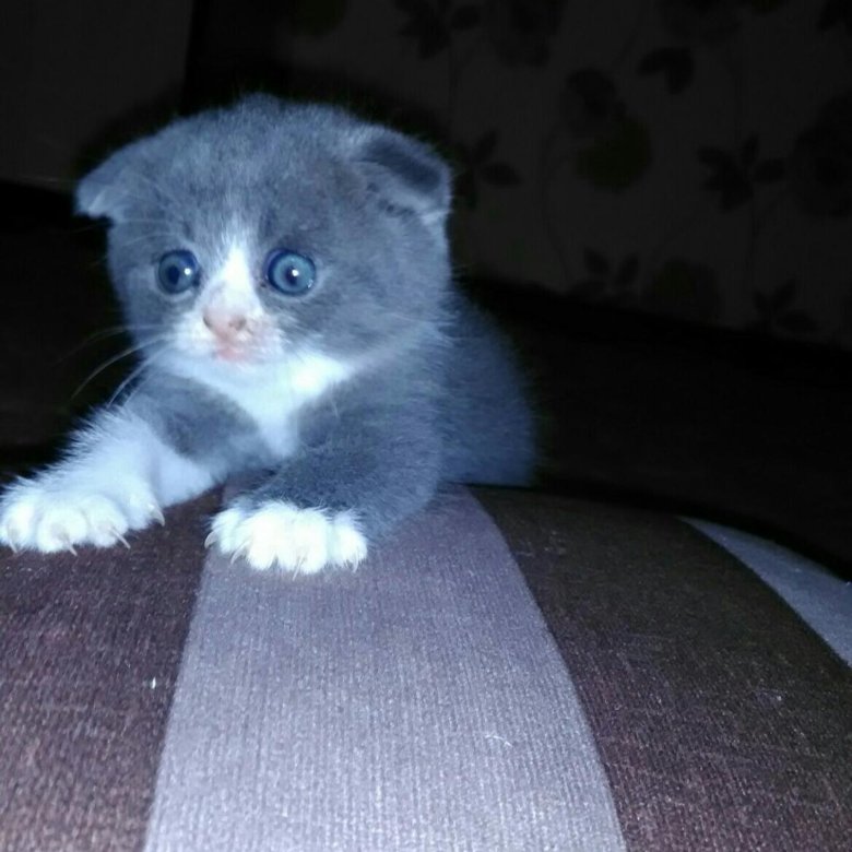 Авито Балаково Купить Котенка С Фото