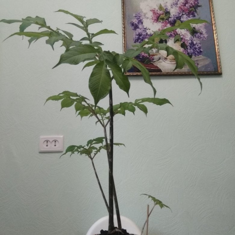 Аморфофаллус Комнатный Фото