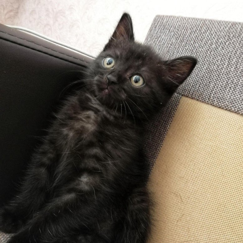 табби котята чёрный дымчатый. скоттиш черный дым. норвежский лесной кот дымчатый. британский котенок черный дым. черный дым кот.