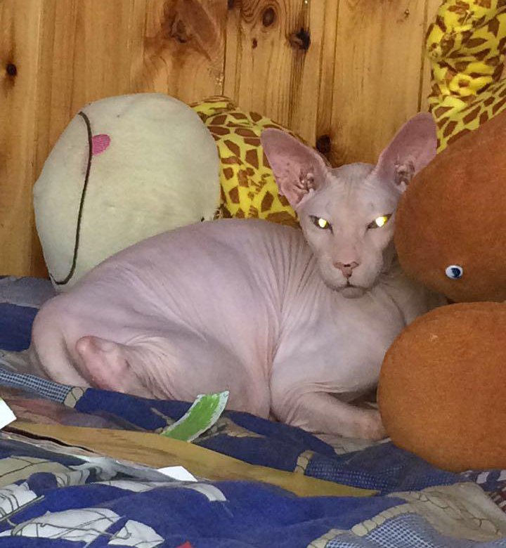 котенок сфинкса отдам