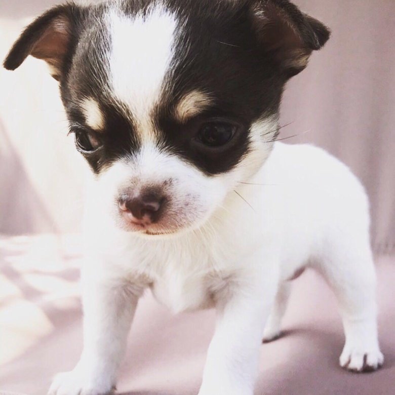 Чихуахуа в новгороде. Чихуахуа кобби лиловый. Чихуахуа тип кобби. Купить щенка чихуахуа в нижнем новгороде недорого за 3000 рублей. Чихуахуа в новгороде.