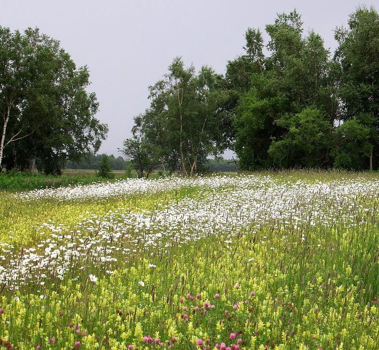 каталог Луга