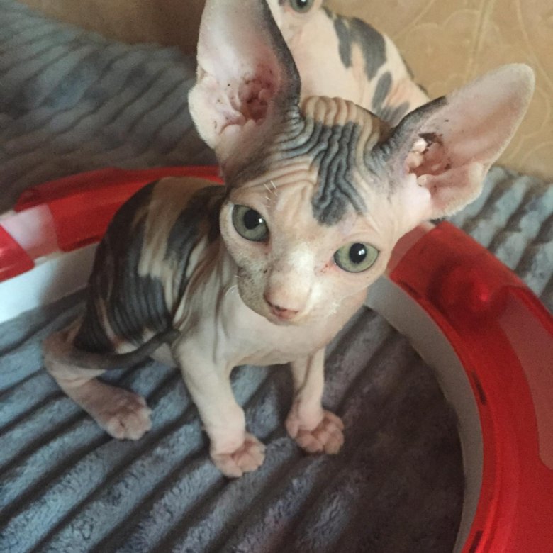 сфинкс калининград. канадский сфинкс мия. сфинкс кот купить калининград. кот зефирка сфинкс калининград. сфинкс на белом фоне.