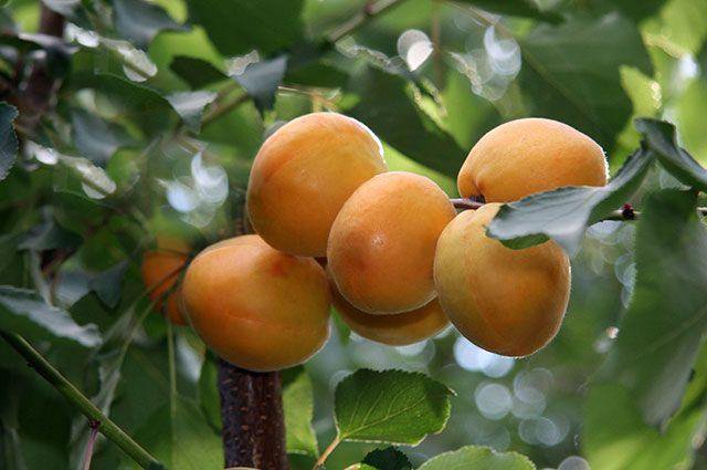 Опылитель для абрикосов. Медовка абрикос. Абрикос маньчжурский дерево. Абрикос маньчжурский Батуми.
