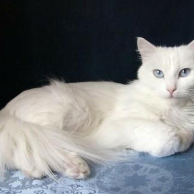 Сибирская белая кошка