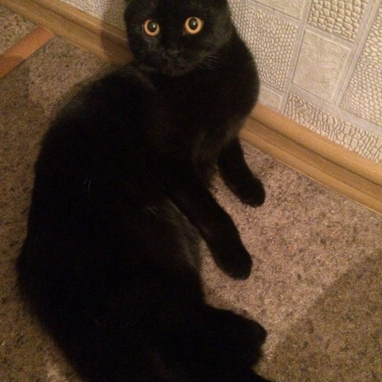 Черная вислоухая кошка