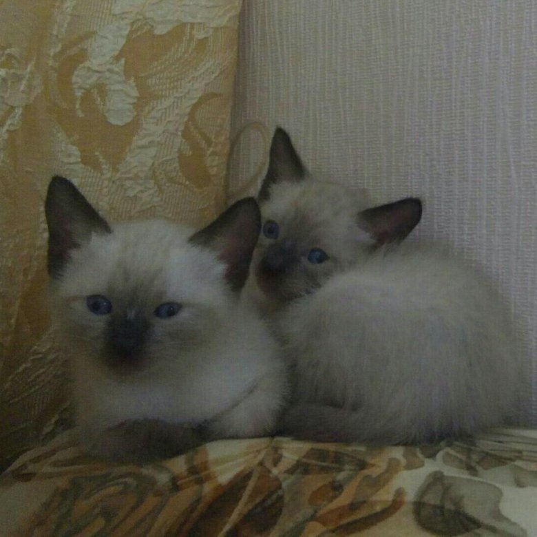 Сиамские котята 2 недели. Сиамский кот 2 месяца. Сиамские котята в месяц. Сиамский котенок 2 месяца. Котёнок сиамский тайский 1 месяц.