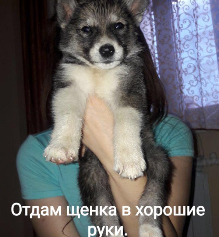 отдам в дар.