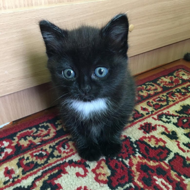 отдам котят в добрые руки в рубцовске. отдам котят в хорошие руки. бокситогорск котят. отдам котят в добрые руки в рубцовске. кошки многоцветка даром отдают.