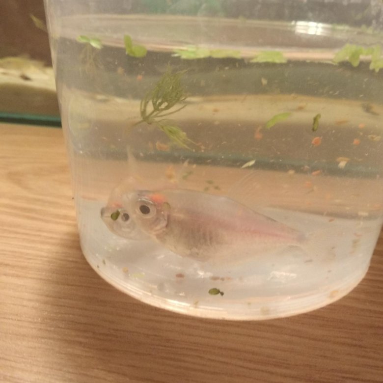 Рыбки тернеция размножение. Тернеция аквариумная размножение. Тернеция нерест. Тернеция размножение в общем аквариуме. Тернеция размножение в общем аквариуме.