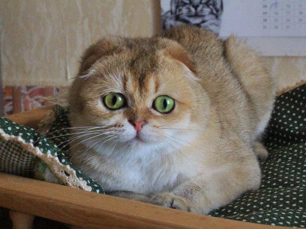 Кот золотая шиншилла фото вислоухий Роксана - золотая шиншилла скоттиш-фолд - купить в Санкт-Петербурге, цена 6 000 