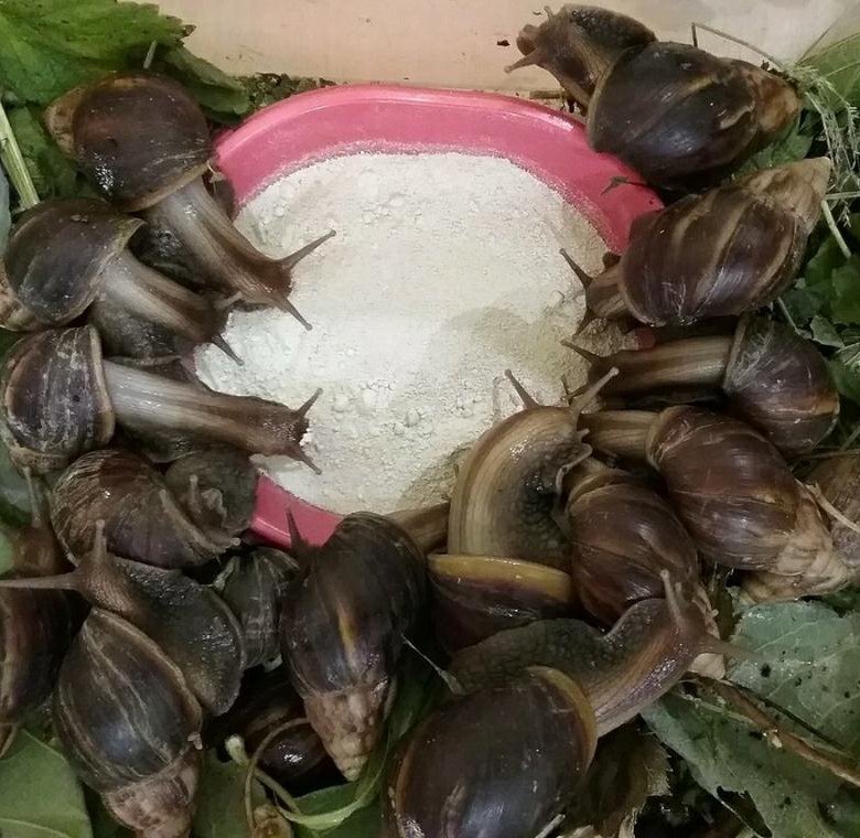 Яйца ахатин. Улитка ахатина банан. Улитка с картошкой. Можно ли улиткам картошку. Можно ли улиткам картошку.