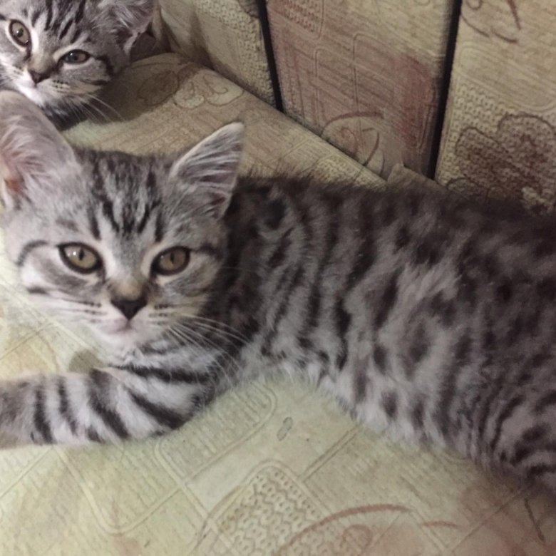 Окрас Кошек Вискас Фото