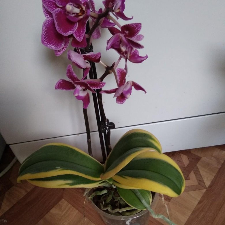 Phal chia e yenlin variegata фото