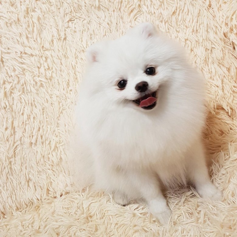 Домашний шпиц белый. Шпиц белый. Собака померанский шпиц белый. Померанский шпиц белый большой. Мини шпиц белый