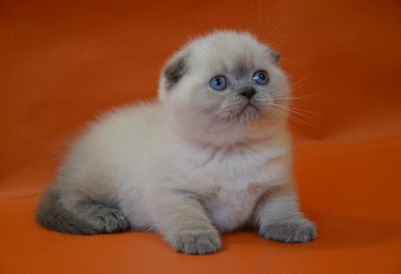 Шотландский вислоухий кот цена