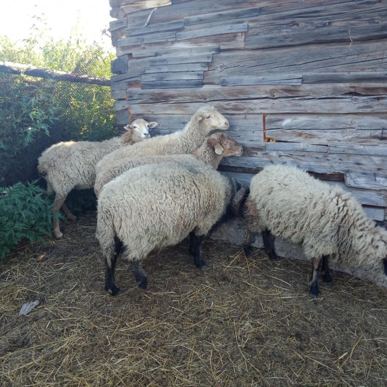 Курдючный барашек. Продам овец. Курдючный баран фото. Бараны в Ставропольском крае. Купить овец омск