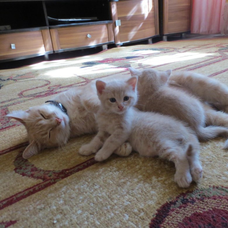 Котята в костроме авито кострома. Кошки авито кашира животные. Сколько стоят котята в костроме. В добрые руки кострома. Котята в костроме авито кострома.