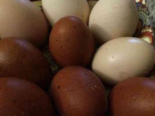Инкубационное яйцо марана купить. Маран 109 яйцо. Маран инкубационные яйца LPH. Яйцо Марана инкубационное. Вылупление Маранов.