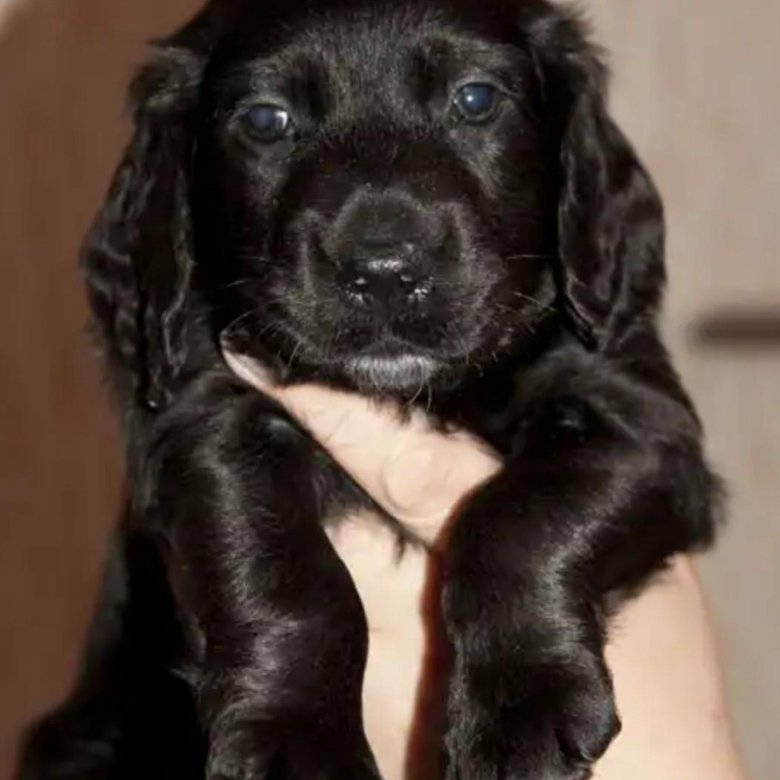 Авито собаки спаниель. Взять щенка спаниеля. Взять щенка спаниеля. Русский охотничий спаниель щенки. Взять щенка спаниеля.