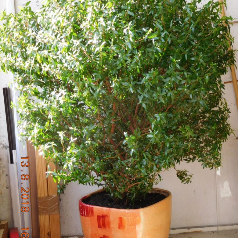 Мирт Myrtus d12 h30